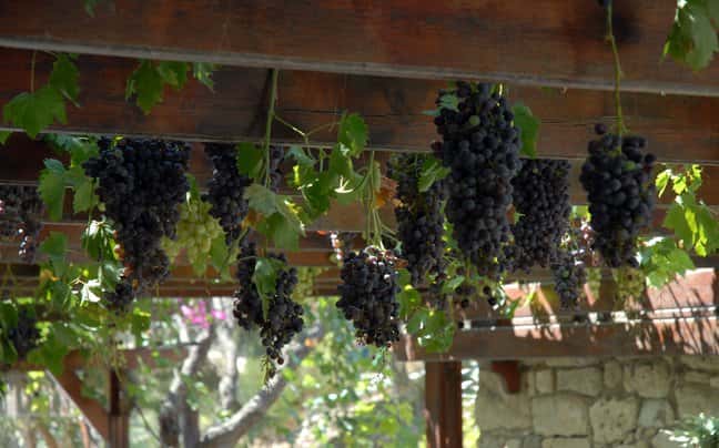 13. Onların toprağı zeytin ve üzüm gibi önemli ürünler içindir